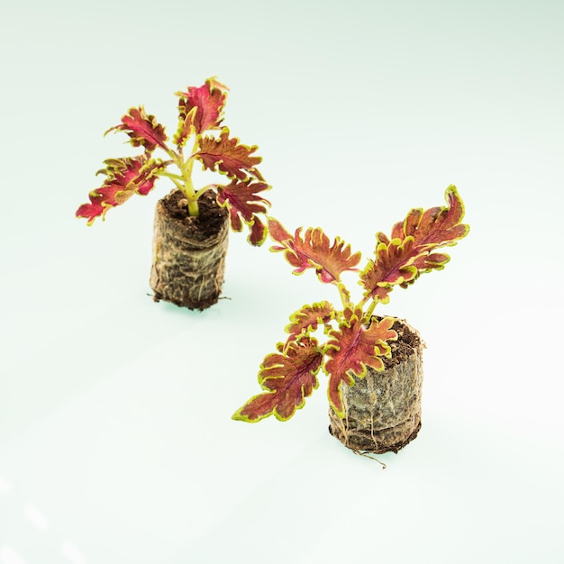 Mini coleus plant seedlings with variegated leaves ready for spring planting