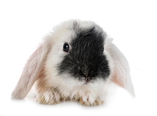 Photo mini lop in studio