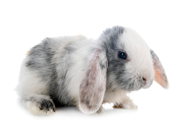 Photo mini lop in studio