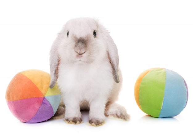 Photo mini lop in studio