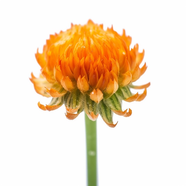 Mini Orange Flower Isolation