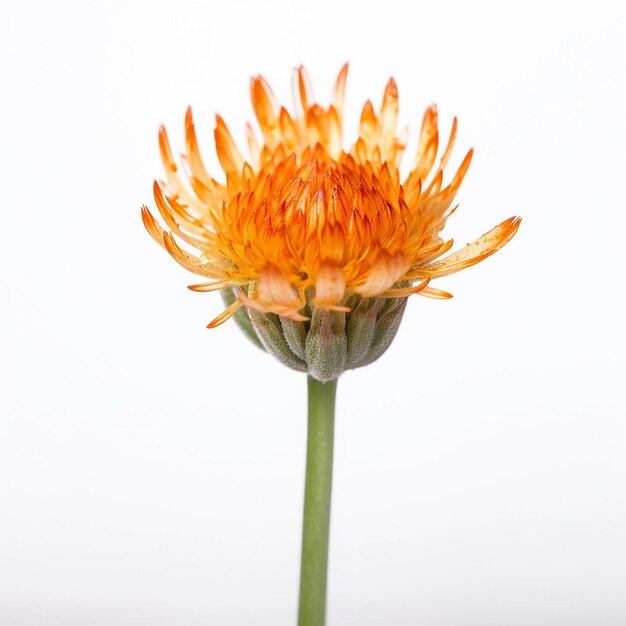 Mini Orange Flower Isolation