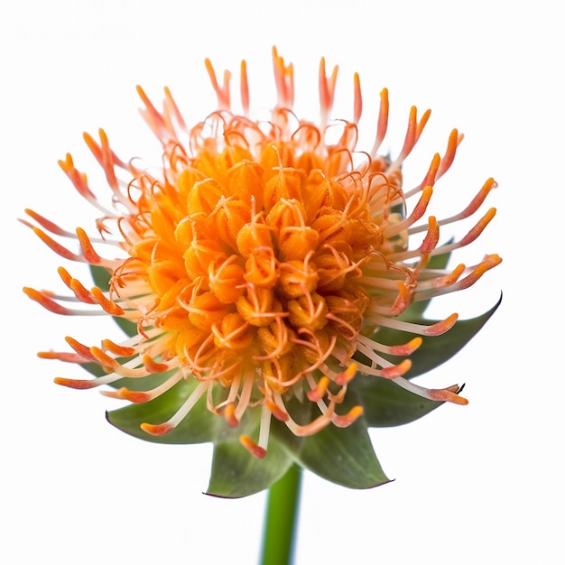 Mini Orange Flower Isolation