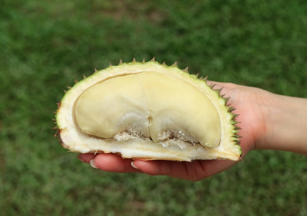 Mini Size Pastel Yellow Color Ripe Durian Fruit, Thailand