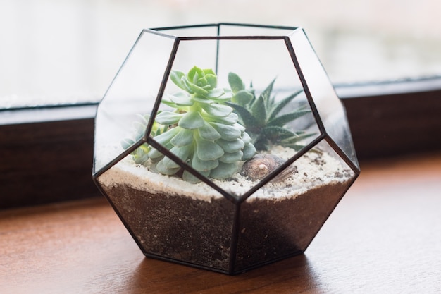 Mini succulent garden in glass terrarium on wooden windowsill, succulents with sand and rocks in glass box, home decoration elements.