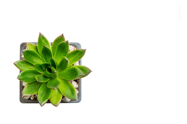 Mini succulent in a gray pot. Isolated on a white background. Minimalism in the interior. Space for text. Top view.