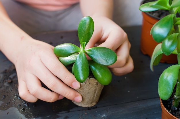 Mini succulent in a peat pot on the table afte transplanting, household plants