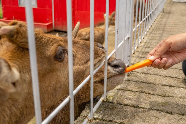 Photo mini zoo leisure activity feeding deer cervidae on the garden park