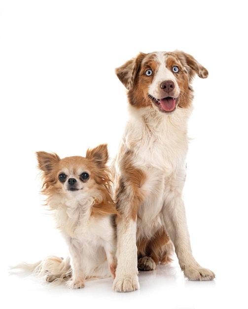 Miniature American Shepherd and chihuahua