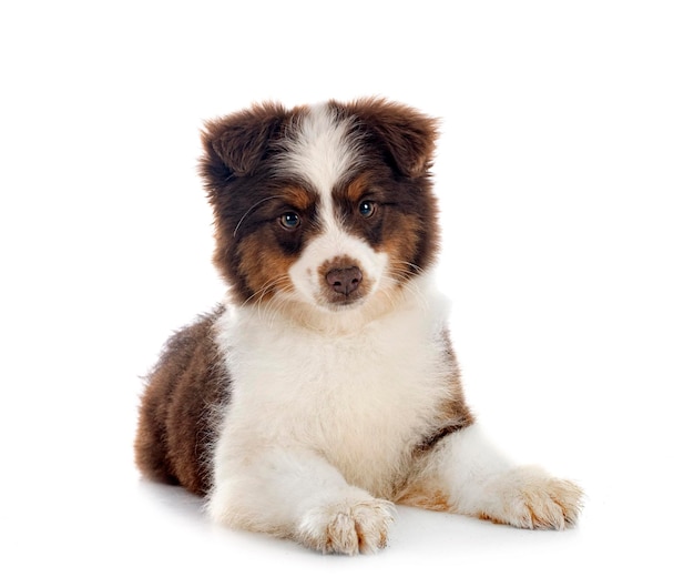 Miniature American Shepherd in front of white background