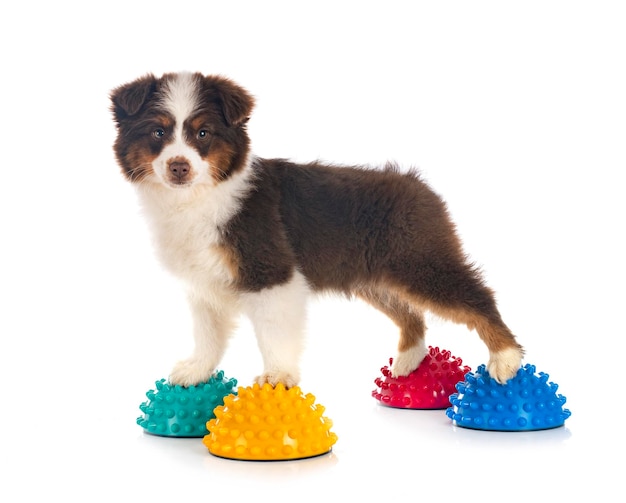 Miniature American Shepherd in front of white background