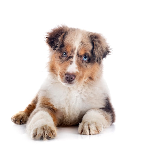 Miniature American Shepherd in front of white background