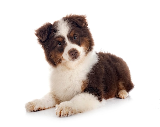 Miniature American Shepherd in front of white background