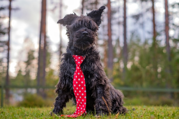 Miniature black schnauzer outdoor