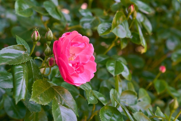 Miniature bright pink rose against the background of foliage in the summer garden