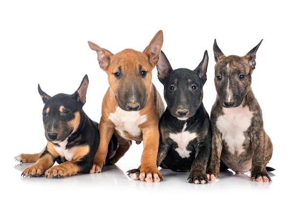 Miniature Bull Terriers in front of white background