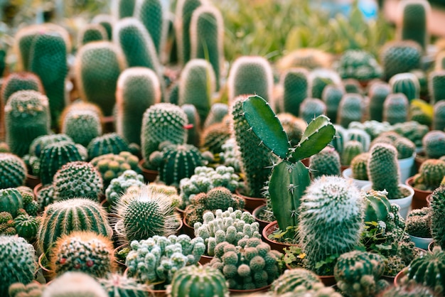 Miniature cactus in the garden