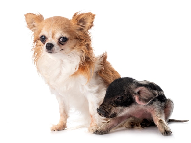 Miniature pig and chihuahua in front of white background