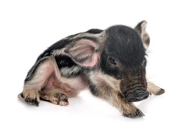 Miniature pig in front of white background