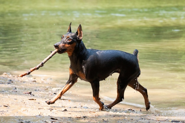 The miniature pinscher dog runs along the pond and carries a stick