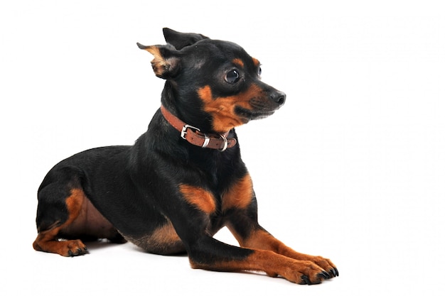 Miniature pinscher dog on a white background