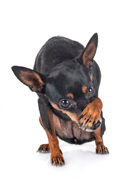 Miniature pinscher dog