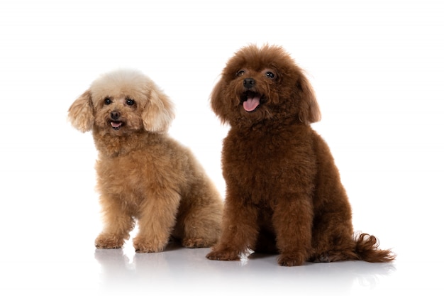 Miniature poodle dog 