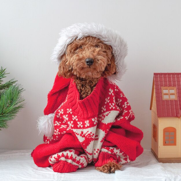 A miniature poodle is sitting in a christmas sweater next to a christmas tree and a toy house