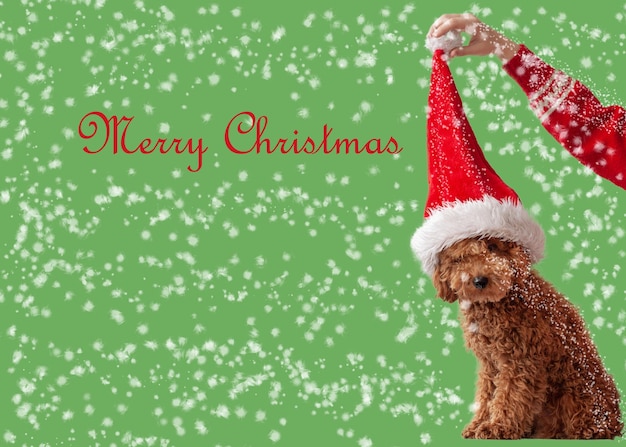 A miniature poodle of redbrown color sits on a white background in a Santa Claus hat the hand holds the hat by the pompom the concept of Christmas and New Year