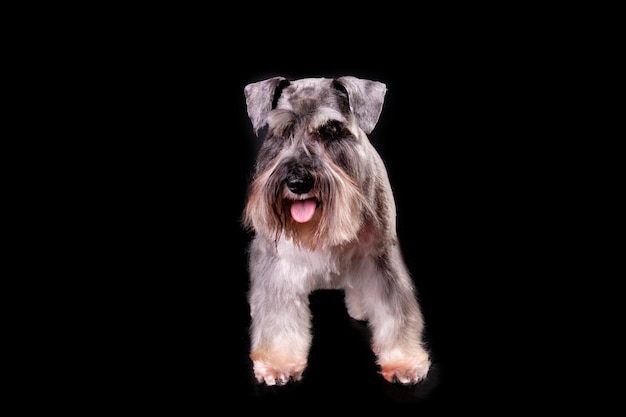 Miniature Schnauzer after grooming Photo on a black background