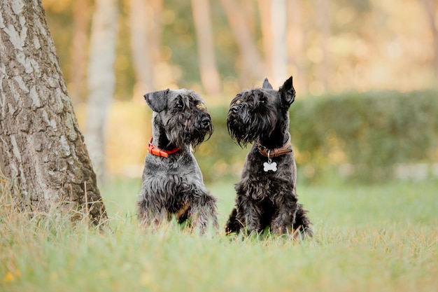 Miniature Schnauzer dog at Autumn park