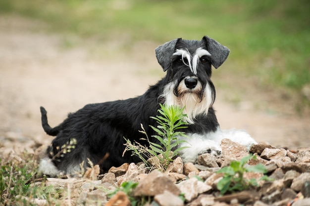 Miniature schnauzer dog laying on stones