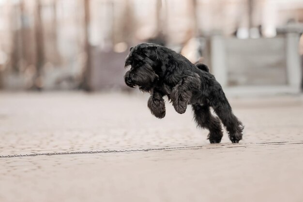 The Miniature Schnauzer dog at the old city