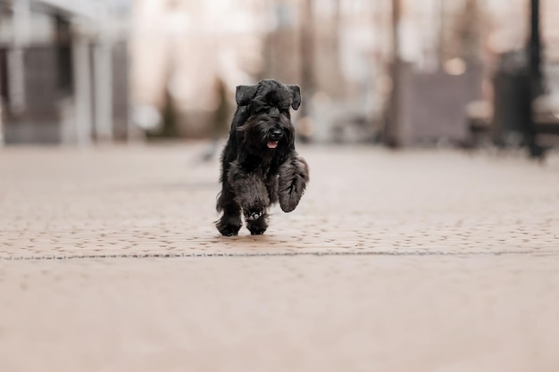 The Miniature Schnauzer dog at the old city