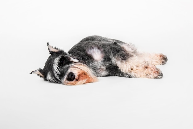 Miniature Schnauzer dog on the white background