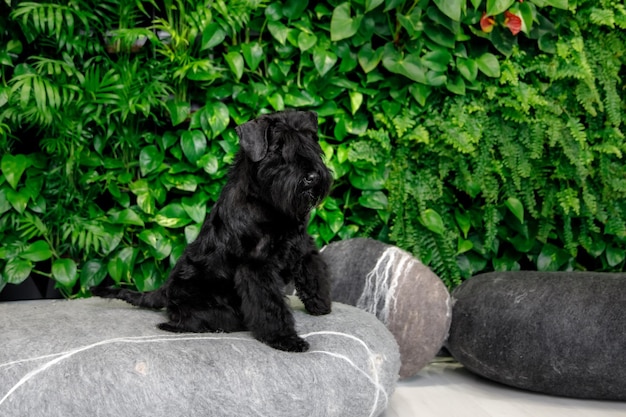 Miniature Schnauzer Dog Or Zwergschnauzer indoor