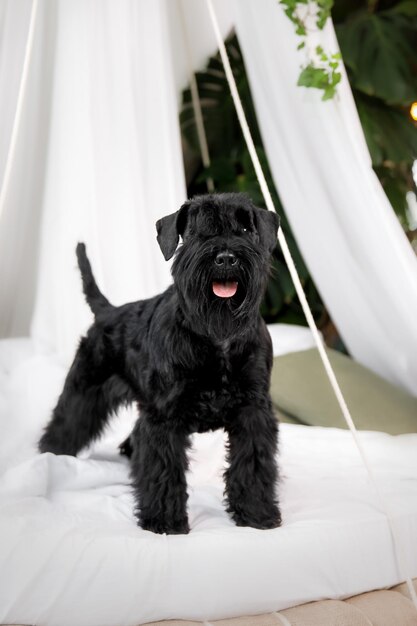 Miniature Schnauzer Dog Or Zwergschnauzer indoor