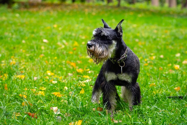 Miniature Schnauzer plays on a green meadow...