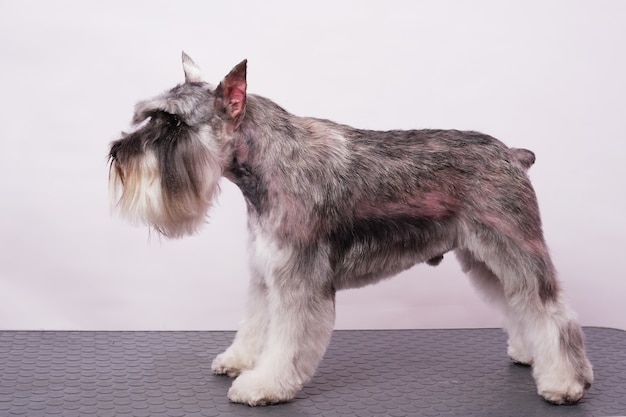 Miniature schnauzer in a rack after trimming on a white background