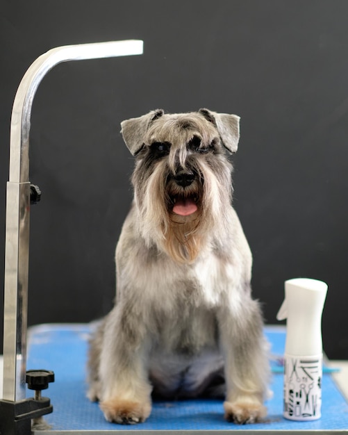 Miniature schnauzer sits with a new hairstyle on the grooming table