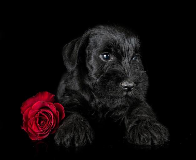 Miniature schnauzer in studio