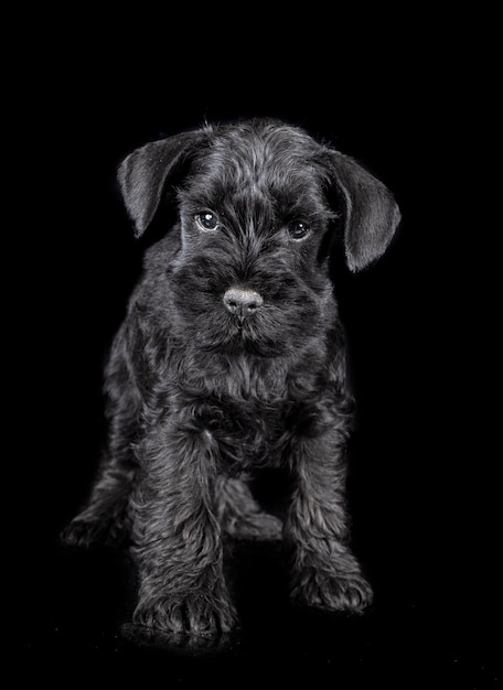 Miniature schnauzer in studio