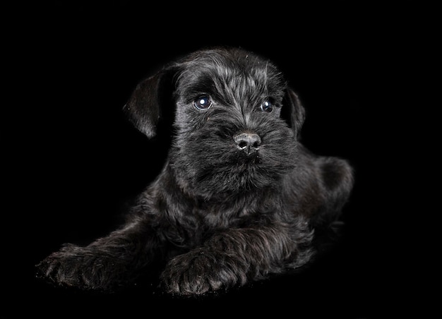 Miniature schnauzer in studio