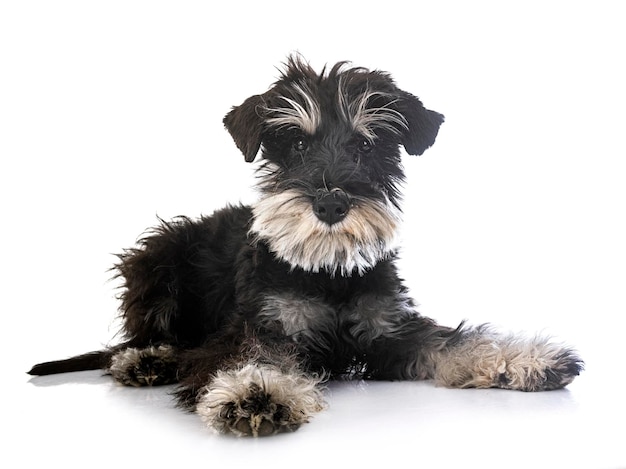 Miniature schnauzer in studio