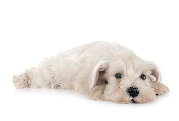 miniature schnauzer in studio