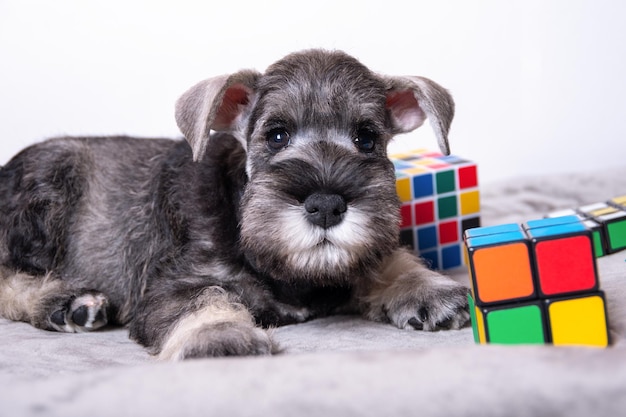 A miniature schnauzer of white and gray color lies on a light background among multicolored toys copy space Little puppy training Dog training Bearded miniature schnauzer puppy