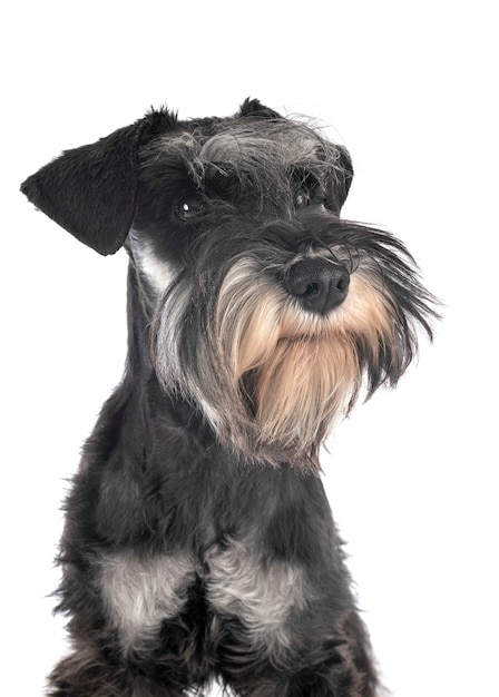 Miniature schnauzer on white isolated