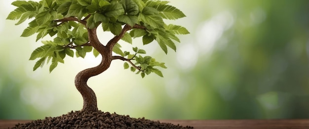 Photo a miniature tree with green leaves growing in soil on a wooden surface