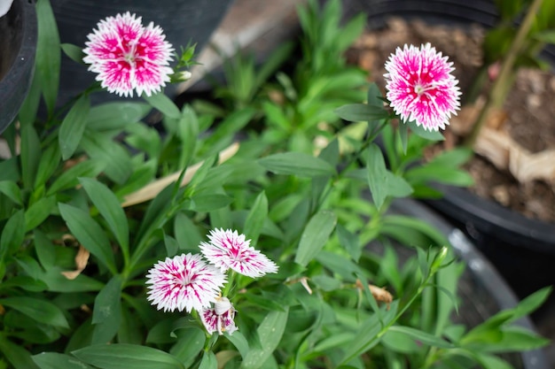 Minimal flower garden at home, stock photo