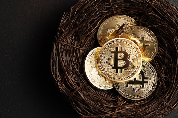 Minimal investing concept Bitcoin cryptocurrency gold coins in nest on black background